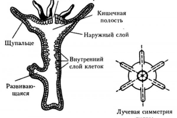 Кракен переходник ссылка